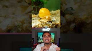 Caramujo mais perigoso do Mundo