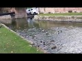 Ducks &amp; Mallards on the River Stour at Westgate Gardens Canterbury Kent 🦆🦆