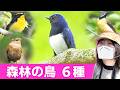 鳥の鳴き声♪初夏の森林は鳥がいっぱい!【野鳥撮影vlog】