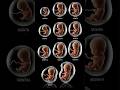 1 To 9 Month Baby Development In Mother S Womb Pregnancy Motherhood Shorts 