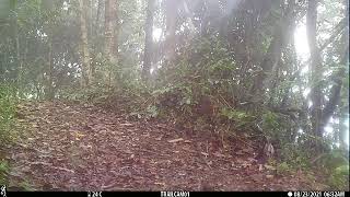 Wildlife Candid Camera - Clouded Leopard II