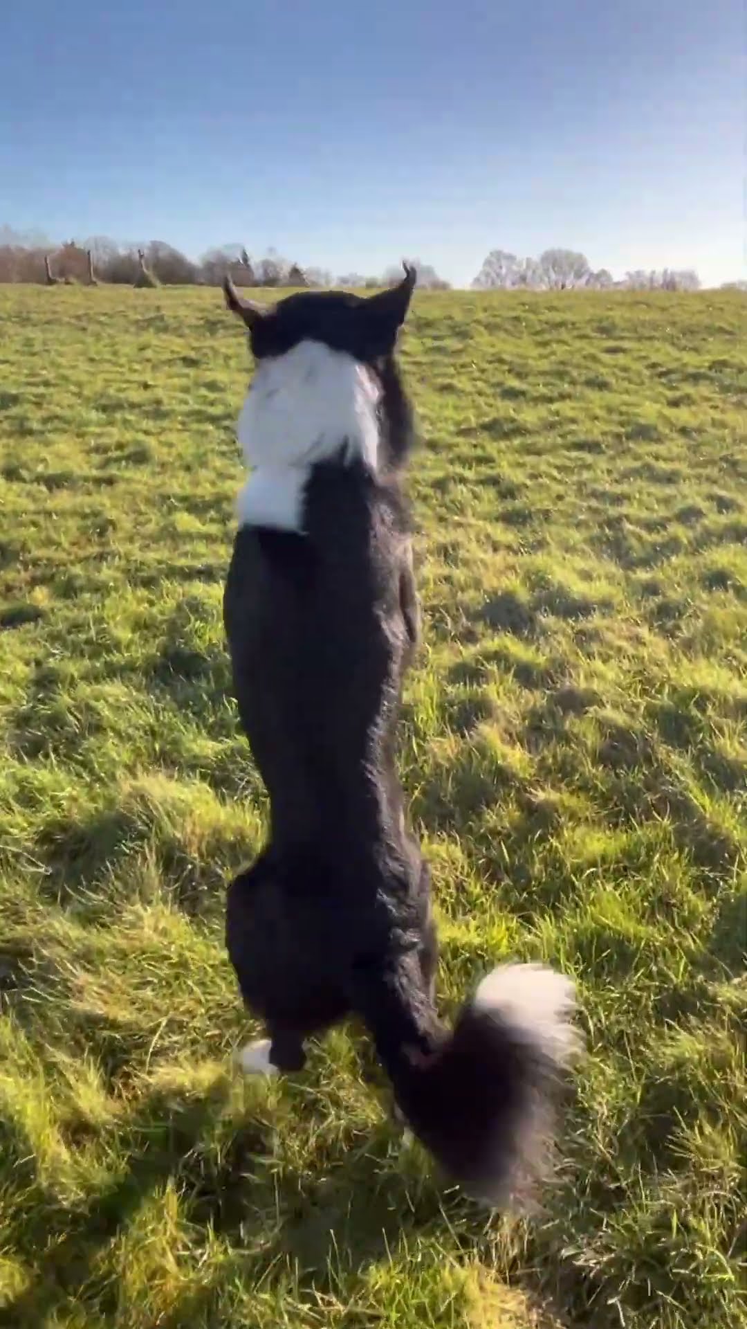 Two Dogs Hop Across Field On Two Feet || ViralHog