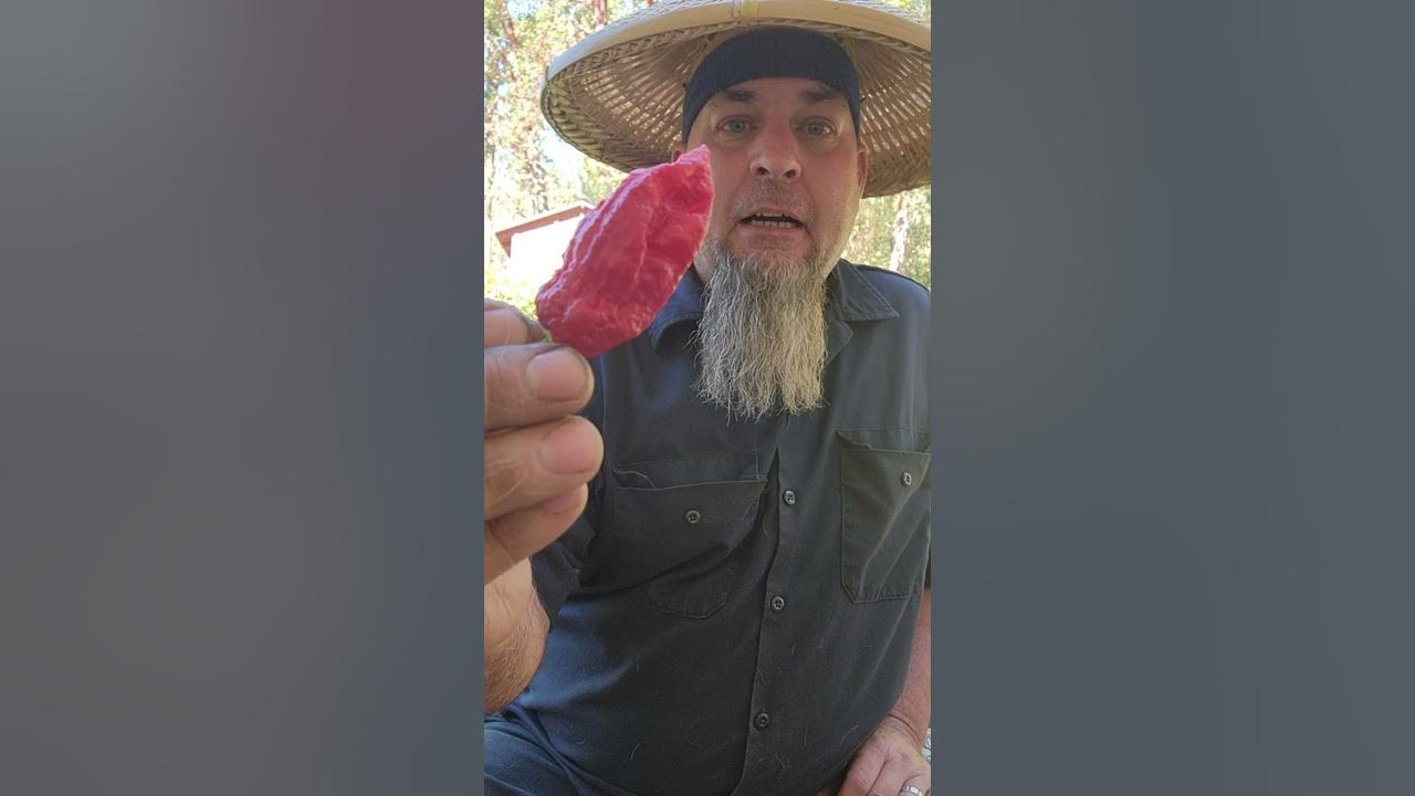 Ghostly Jallepeno Vs Ghost Pepper side by side view. YouTube