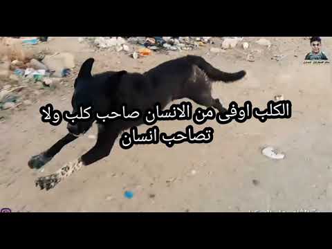 صاحب كلب ولا صاحب انسان مضحك غاني كلب