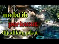 Melatih pikat Perkutut lokal &quot; part 2&quot;