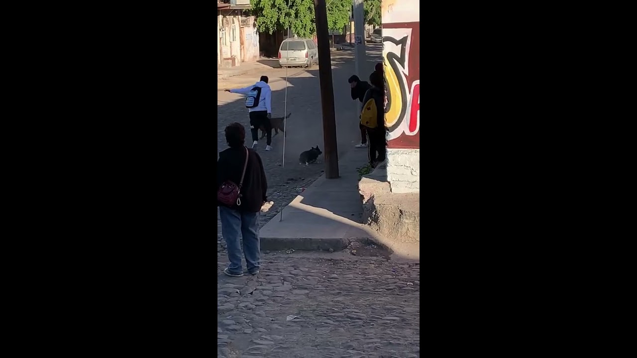 LA PELEA DE PiTBULL CONTRA HUSKY