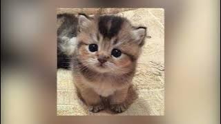 beabadoobee - glue song (slowed   reverb)