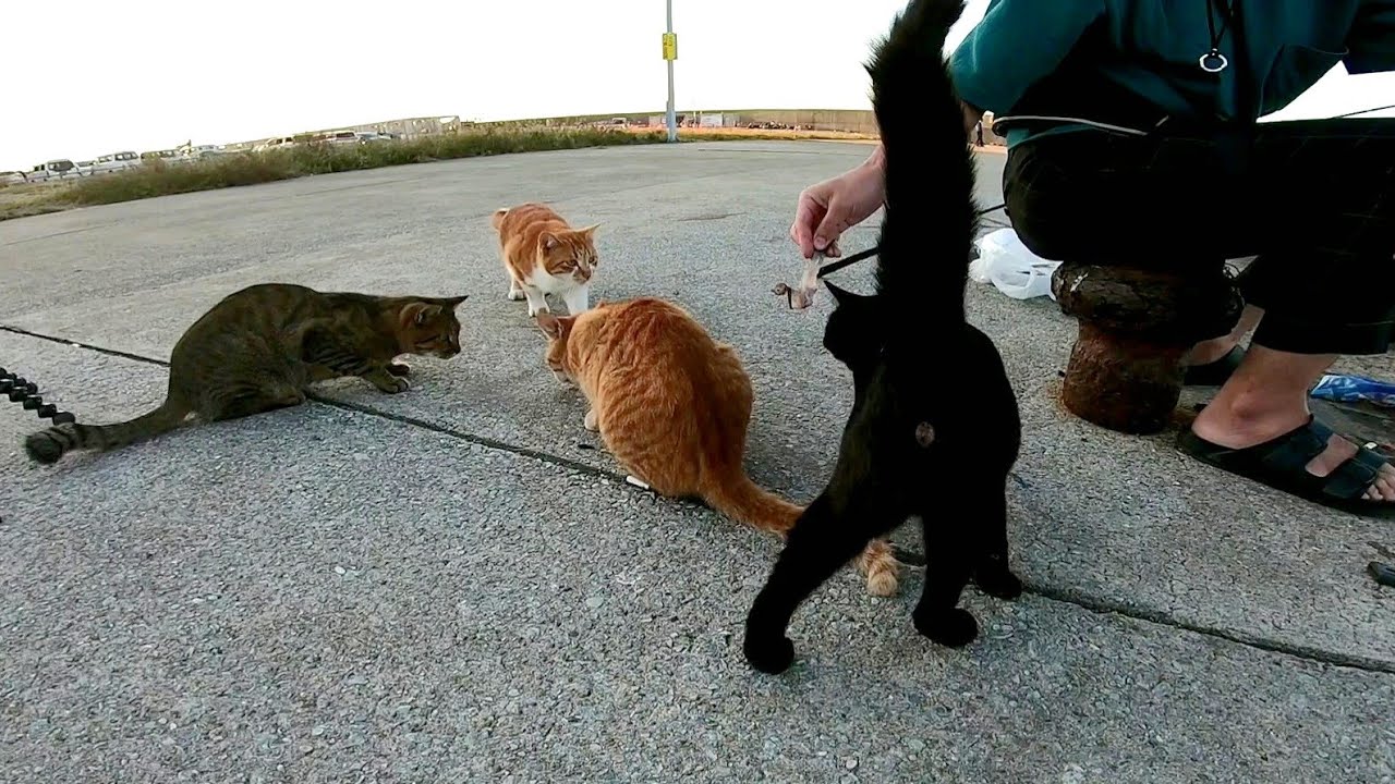 港の野良猫に魚をやるために魚釣りをしてきた Youtube 港の野良猫に魚をやるために魚釣りをしてきた Youtube