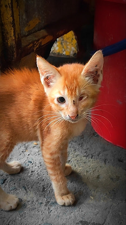 Cute one eye kitten#kitten #cat#cats#catvideos #cutecat