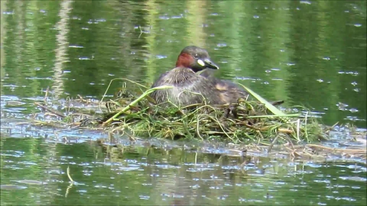 Little Grebe nesting at Terres d'Oiseaux