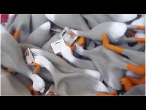 best-duck-army-compilation