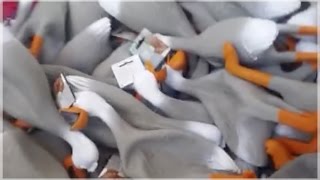 BEST DUCK ARMY COMPILATION