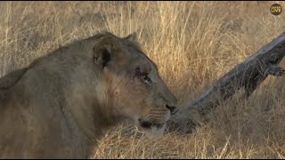 Mhangeni young male w/ Nkuhuma Pride 6/27/19