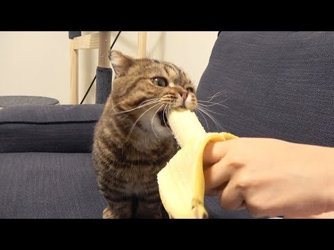 Video: Kucing Dan Diet Vegetarian