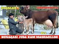 VOY DOD SIROJIDDIN YONDIRDI CHEMPION SIGIRLAR ANA NARXLAR