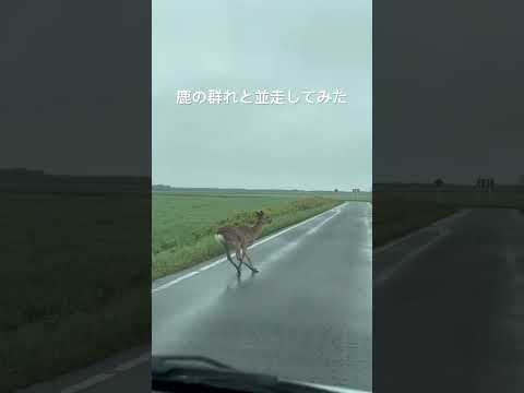 鹿の群れと一緒に走ってみたww #鹿　#北海道　#ドライブレコーダー
