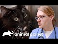 Restauración de cadera para un adorable gatito | Dr. Jeff, Veterinario | Animal Planet