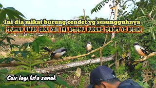 Burung Cendet incaran akhirnya jatuh juga ‼️ Long-Tailed Shrike Borneo Kalimantan [] Bird trap