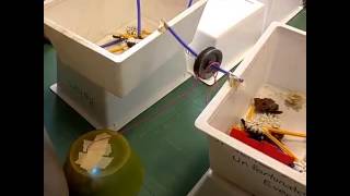 Grade 3/4s Build a Maze to Trap Sphero (2)