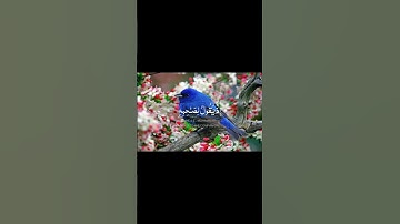 الا تنصروه فقد نصره الله تلاوه هادئه للقارئ الشيخ #عبد الله مسعد