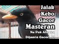 burung jalak kebo masteran