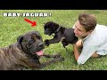 SURPRISING MY PREGNANT DOG WITH A NEW FRIEND !