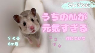 《6ヶ月︎︎ ♀くう》うちの元気すぎるハムスター