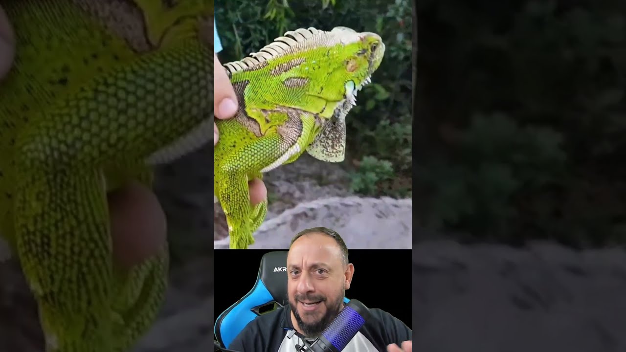 Iguana na piscina?