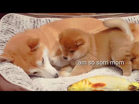Puppy hurt his mom 😥- Shiba Inu puppies (with captions)