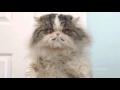 Waking up the Family on Christmas - Aaron's Animals