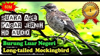 Masteran Burung Luar Negeri Suara Kasar Bagus - Long-tailed Mockingbird (Mimus longicaudatus)