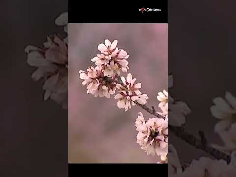 El almendro en la Biblia (almendros en flor)