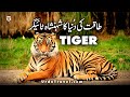 ٹائیگر، دنیا کی سب سے بڑی بلی Tiger, Largest Living Cat, Amazing Facts, Wildlife Documentary Urdu