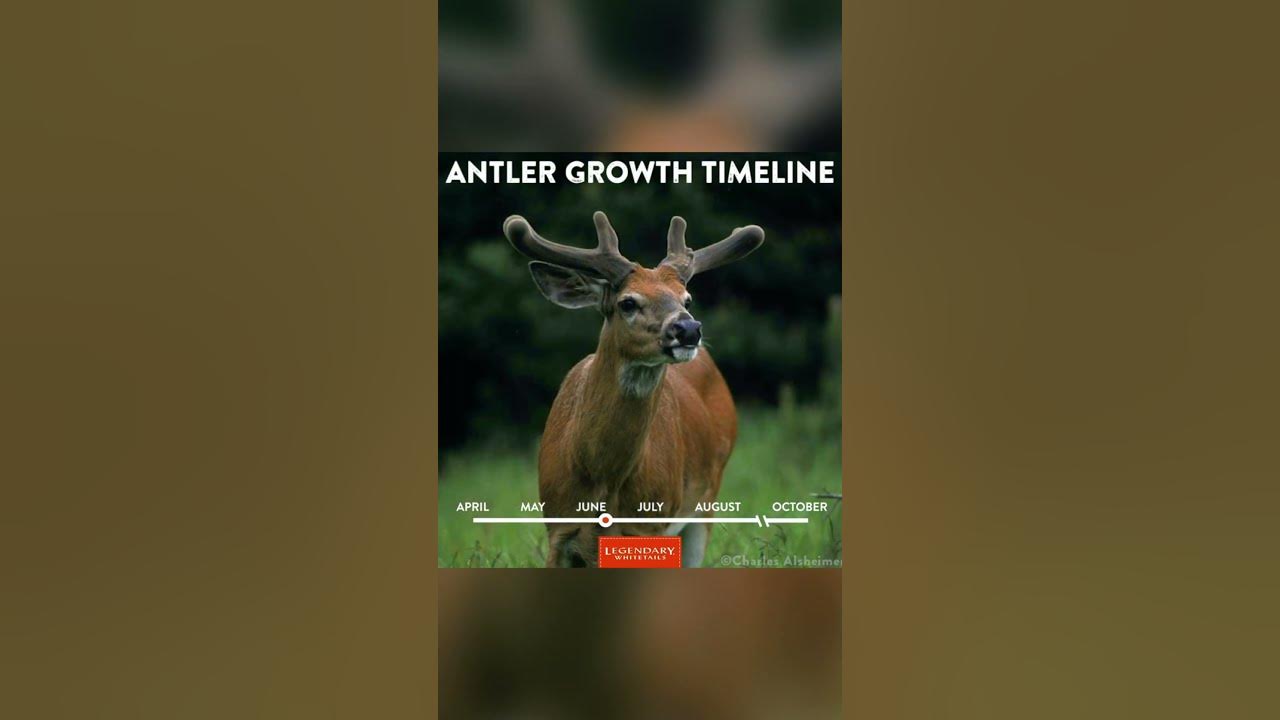 whitetail-deer-antler-growth-timeline-youtube