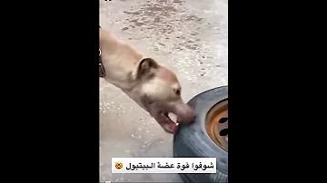 شاهد قوة عضه الكلب بيتبول 