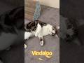 Cat Mission Complete #shorts #cathumor #funnycatshorts #catvlog #funny #cat #catlady #youtubeshorts