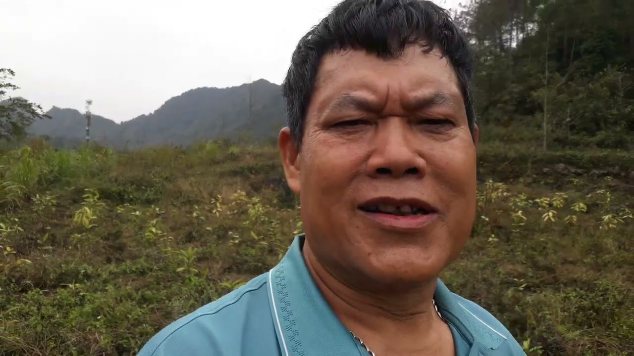 Vườn quế triệu đô 3 tuổi ngả màu vàng  vương hòa nhanh tay nhổ cỏ đào hố chuẩn bị trồng khoai 