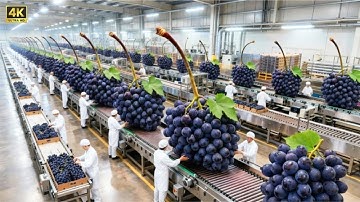 Inside a Modern Grape Processing Plant Factory: From Fresh Grapes to Premium Wine (Full Process)