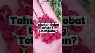 Tahukah Anda tentang Totongoan? #Buah #Hutan #Jawa #info #hiking #fakta #viral #shorts #sobat_tanam