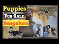 Puppies for sale in Bengaluru | Part-02 | Kannada Vlog | Pets market in Bangalore | Dog puppies