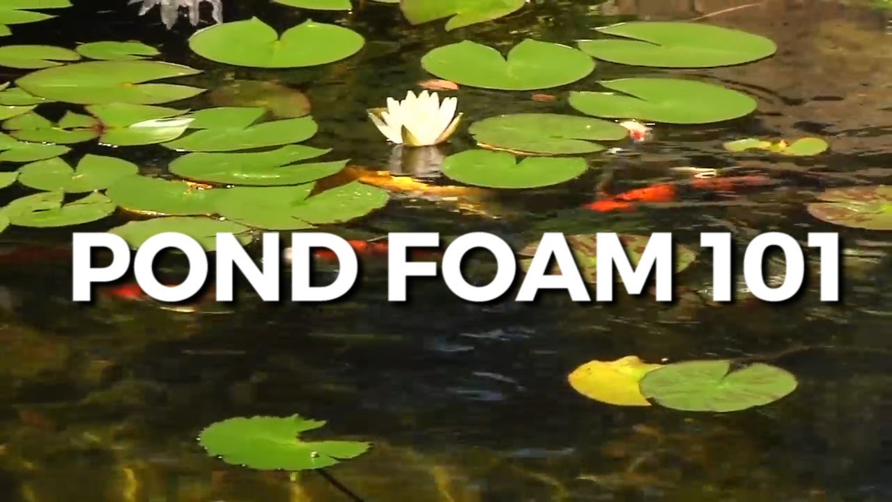Pond Foam All you need to know about YouTube