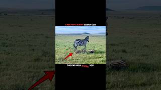 Never Mess With A Mother Zebra! 🦓🔥#animals #trending #shorts #youtube #viral