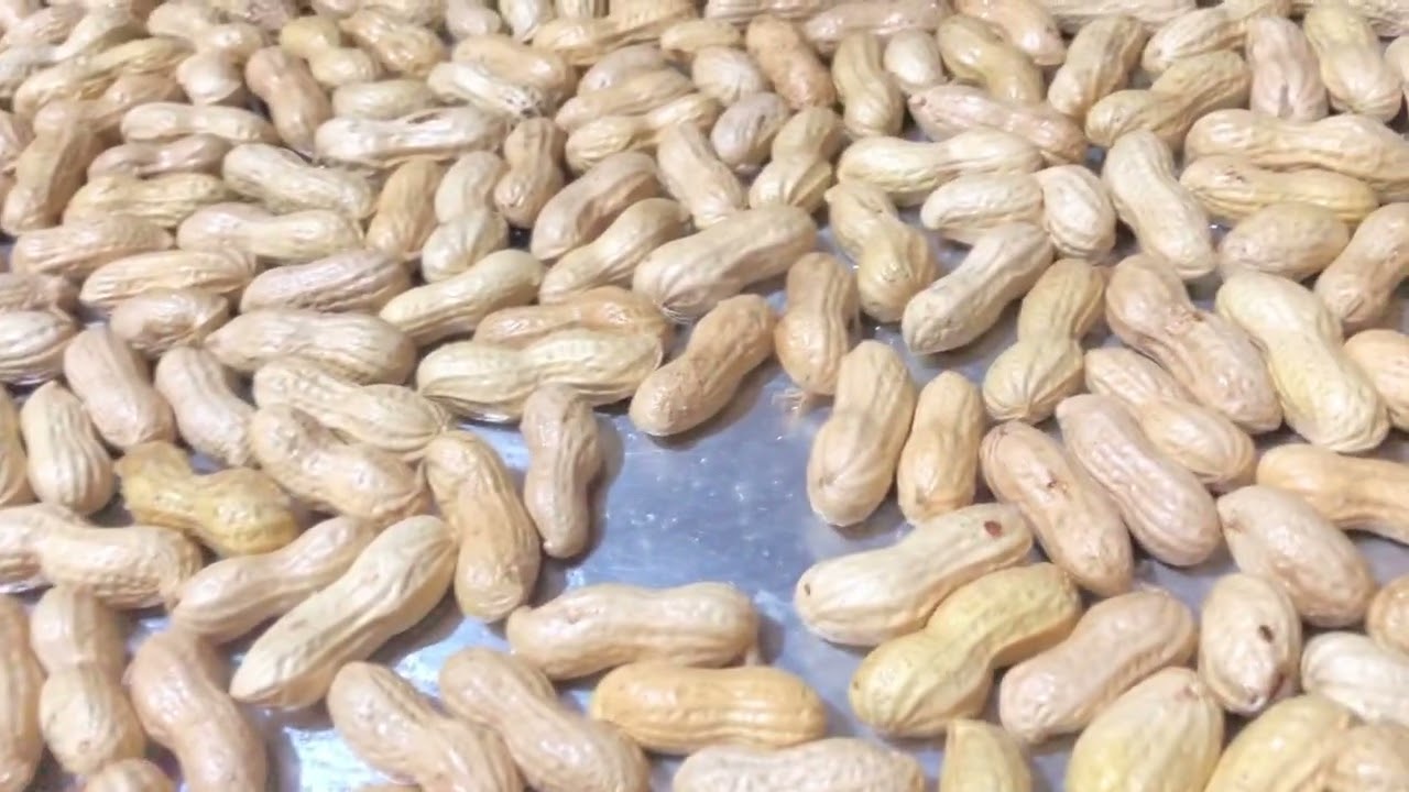 طريقه تحميص وتمليح الفول السوداني