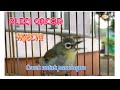 Suara Burung Pleci Ngecir Gacor Memanggil Pasangan Pleci Lain Ikut Gacor Mp3 - Mp4 Download