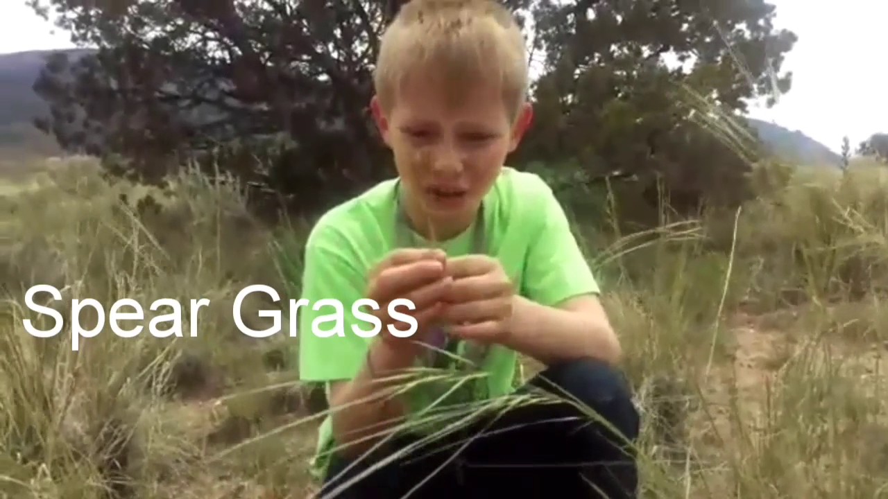Spear Grass YouTube