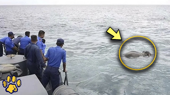 Something Was Floundering in the Water, the Sailors Cried Out in Horror As They