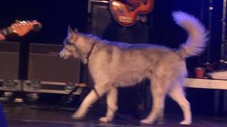 Video thumbnail of "Peter Doherty & The Puta Madres - All at sea (live, feat. Zeus, hehe)"