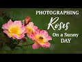 Photo Walk at a Rose Garden | Close-up and Macro Flower Photography
