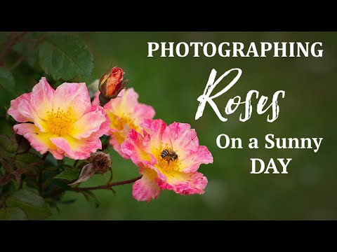 Video: Kaip fotografuoti rožes & Gėlės