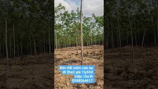 bán đất vườn cao su dt 3ha2 giá 1ty550 triệu 1ha xã phú riềng bình phước cũ lh 0988564617